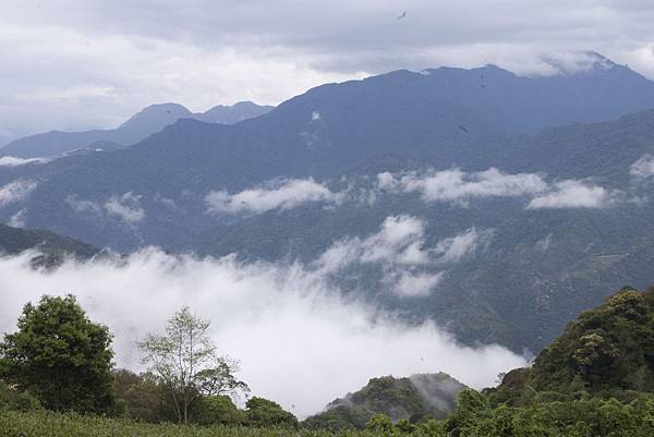 武界台興茶園雲海