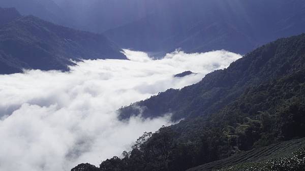 武界台興茶園雲海 武界台興茶園雲海