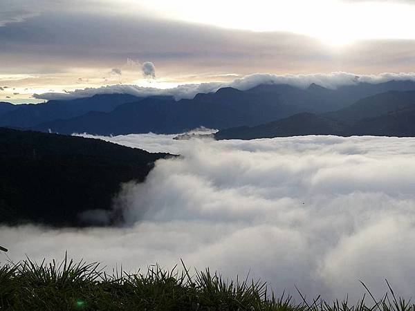 武界台興茶園 武界台興茶園
