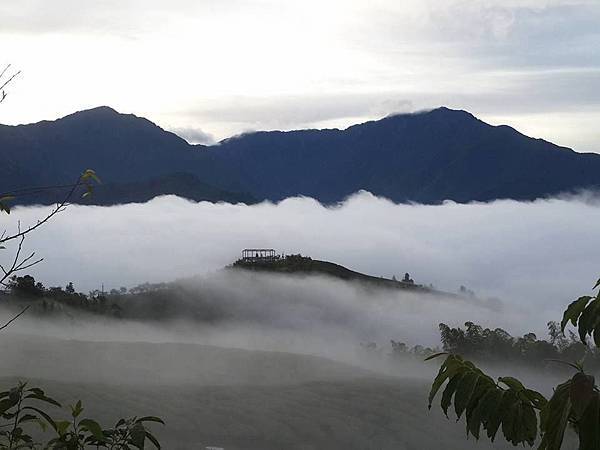 武界台興茶園 武界台興茶園