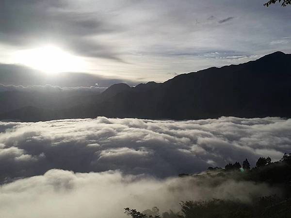 武界台興茶園 武界台興茶園