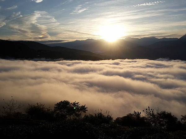 武界台興茶園 武界台興茶園