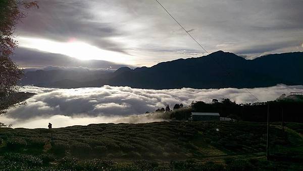 武界台興茶園 武界台興茶園