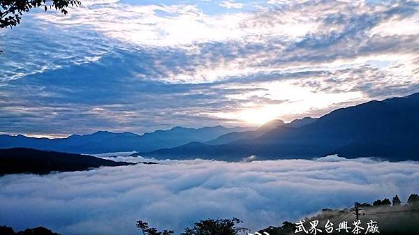 武界台興茶園 武界台興茶園