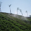 迦南地070422-103.JPG