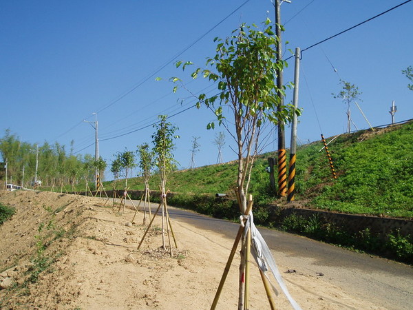 迦南地070422-105.JPG