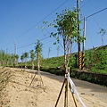迦南地070422-105.JPG