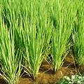 迦南地070422-084.JPG
