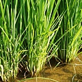 迦南地070422-086.JPG