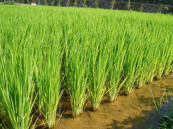 迦南地070422-087.JPG