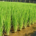 迦南地070422-087.JPG