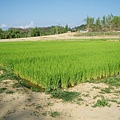 迦南地070422-089.JPG