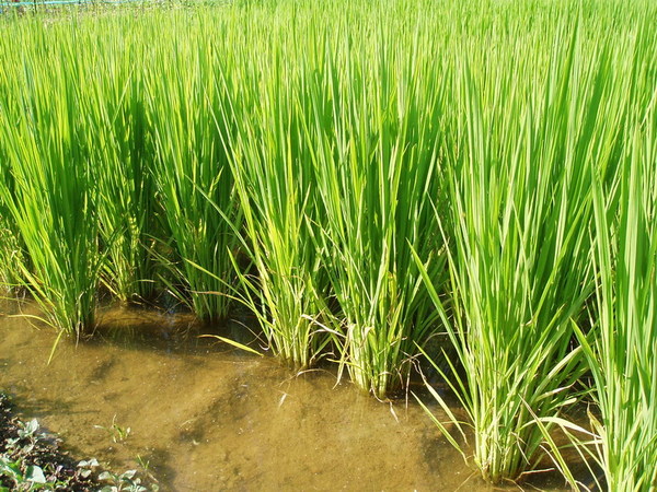 迦南地070422-090.JPG