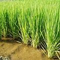 迦南地070422-090.JPG