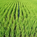 迦南地070422-092.JPG