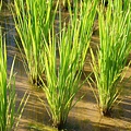 迦南地070422-093.JPG