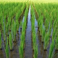 迦南地070422-094.JPG
