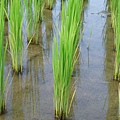 迦南地070422-095.JPG