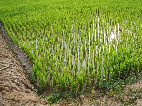 迦南地070422-098.JPG