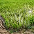 迦南地070422-098.JPG