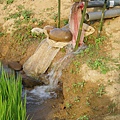 迦南地070422-099.JPG
