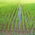 迦南地070422-100.JPG