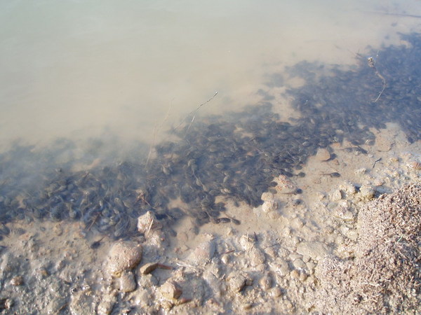 迦南地070422-132.JPG