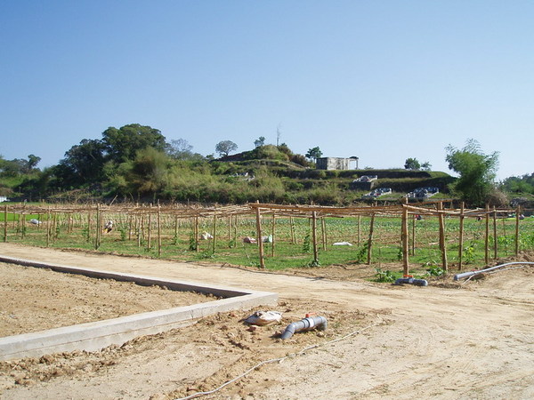 迦南地070422-051.JPG