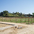 迦南地070422-051.JPG