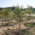 迦南地070422-052.JPG