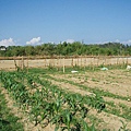 迦南地070422-053.JPG