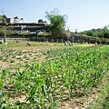 迦南地070422-054.JPG