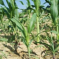 迦南地070422-055.JPG