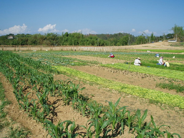 迦南地070422-057.JPG