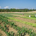 迦南地070422-057.JPG