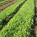 迦南地070422-058.JPG