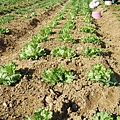 迦南地070422-059.JPG