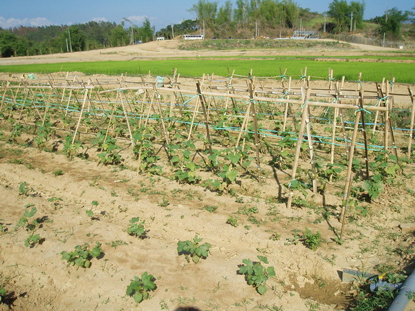 迦南地070422-063.JPG