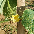 迦南地070422-066.JPG
