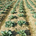 迦南地070422-070.JPG