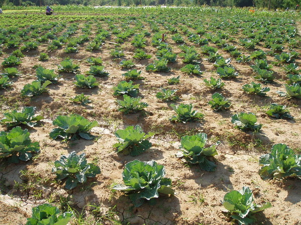 迦南地070422-072.JPG