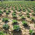迦南地070422-072.JPG