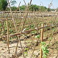迦南地070422-073.JPG