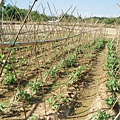 迦南地070422-074.JPG