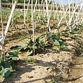 迦南地070422-075.JPG