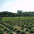 迦南地070422-077.JPG