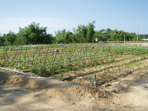 迦南地070422-078.JPG