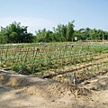 迦南地070422-078.JPG