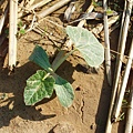 迦南地070422-079.JPG
