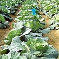 CL080217-018.jpg
